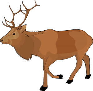 Moose, elk PNG-66262